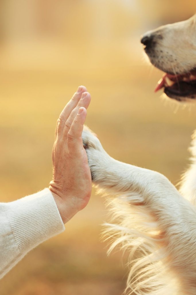male-hand-dog-paw-blurred-background-friendship-concept