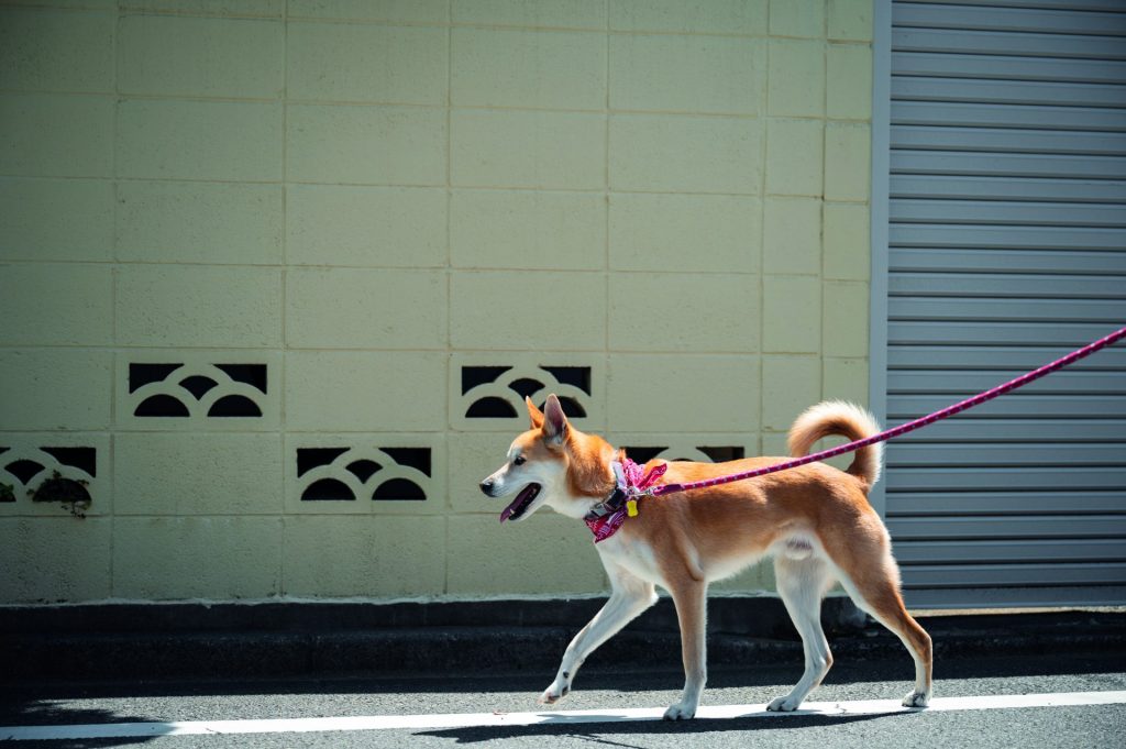 shiba-inu-dog-taking-walk